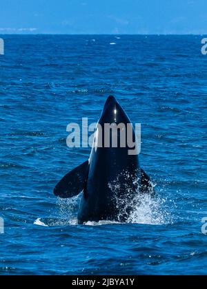 Spionage im Transiant Killer Whale (Orca orcinus) in Monterey Bay, Monterey Bay National Marine Refuge, Kalifornien Stockfoto