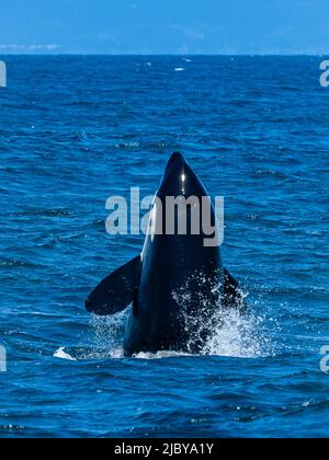 Spionage im Transiant Killer Whale (Orca orcinus) in Monterey Bay, Monterey Bay National Marine Refuge, Kalifornien Stockfoto