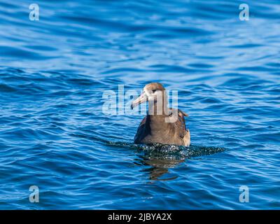 Schwarzfuß-Albatross (Phoebastria nigripes), der am Pazifik in Monterey Bay, Kalifornien, liegt Stockfoto