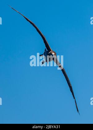 Schwarzfuß-Albatross (Phoebastria nigripes) in Monterey Bay, Kalifornien Stockfoto