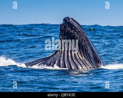 Vertikales Ausfallverhalten des Buckelwals (Megaptera novaeangliae) in Monterey Bay, Monterey Bay National Marine Refuge, Kalifornien Stockfoto