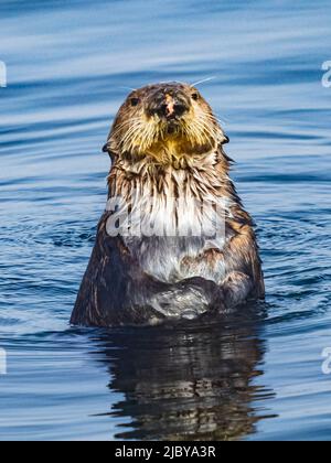 Neugierige Seeotter (Enhyda lutris) im Hafen von Montrey Bay, Monterey, Kalifornien Stockfoto