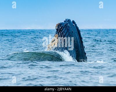 Vertikales Ausfallverhalten des Buckelwals (Megaptera novaeangliae) in Monterey Bay, Monterey Bay National Marine Refuge, Kalifornien Stockfoto