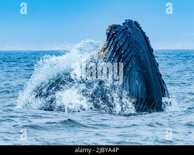 Vertikales Ausfallverhalten des Buckelwals (Megaptera novaeangliae) in Monterey Bay, Monterey Bay National Marine Refuge, Kalifornien Stockfoto