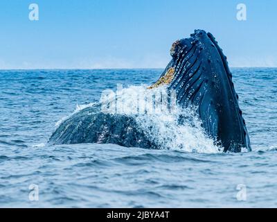 Vertikales Ausfallverhalten des Buckelwals (Megaptera novaeangliae) in Monterey Bay, Monterey Bay National Marine Refuge, Kalifornien Stockfoto