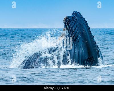 Vertikales Ausfallverhalten des Buckelwals (Megaptera novaeangliae) in Monterey Bay, Monterey Bay National Marine Refuge, Kalifornien Stockfoto