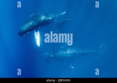 Unterwasserfoto, Schwimmen Buckelwal (Megaptera novaeangliae) macht einen nahen Ansatz, Maui, Hawaii Stockfoto