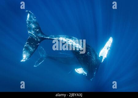 Unterwasserfoto, Schwimmen Buckelwal (Megaptera novaeangliae) macht einen nahen Ansatz, Maui, Hawaii Stockfoto