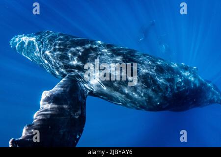 Unterwasserfoto, Schwimmen Buckelwal (Megaptera novaeangliae) macht einen nahen Ansatz, Maui, Hawaii Stockfoto