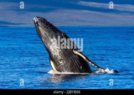 Brechwal (Megaptera novaeangliae), Maui, Hawaii Stockfoto