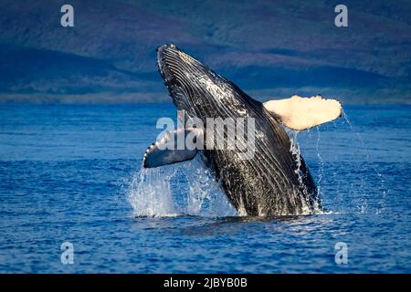 Brechwal (Megaptera novaeangliae), Maui, Hawaii Stockfoto