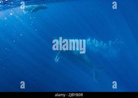 Unterwasserfoto, Schwimmen Buckelwal (Megaptera novaeangliae) macht einen nahen Ansatz, Maui, Hawaii Stockfoto