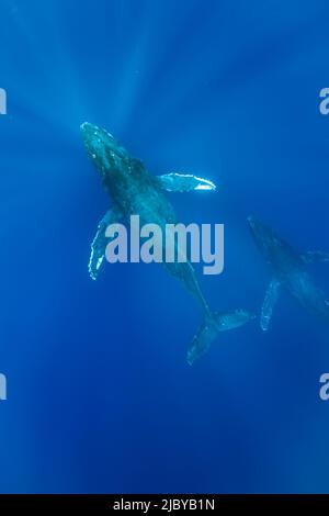 Die Wale (Megaptera novaeangliae) schwimmen im tiefblauen Maui, Hawaii (Megaptera novaeangliae), Maui, Hawaii Stockfoto