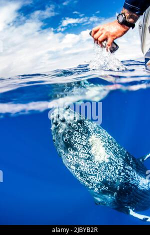 Unterwasserfoto, iPhone-Fotograf, Buckelwal (Megaptera novaeangliae) nähert sich einem Boot, Maui, Hawaii Stockfoto