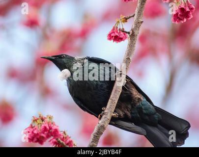 Die neuseeländische TUI thronte in einem blühenden Kirschbaum Stockfoto