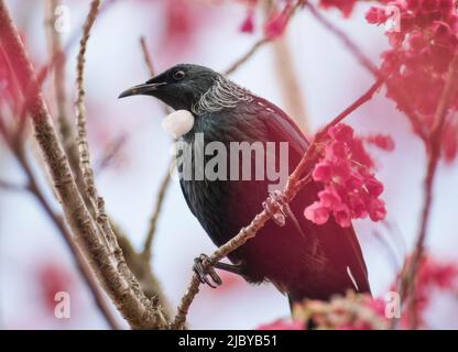 Die neuseeländische TUI thronte in einem blühenden Kirschbaum Stockfoto