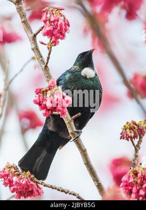 Die neuseeländische TUI thronte in einem blühenden Kirschbaum Stockfoto