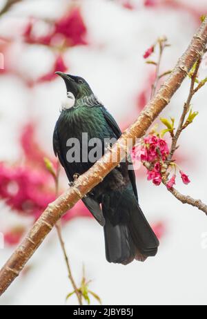 Die neuseeländische TUI thronte in einem blühenden Kirschbaum Stockfoto