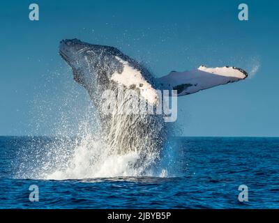 Breaching Buckelwal (Megaptera novaeangliae), Maui, Hawaii Stockfoto