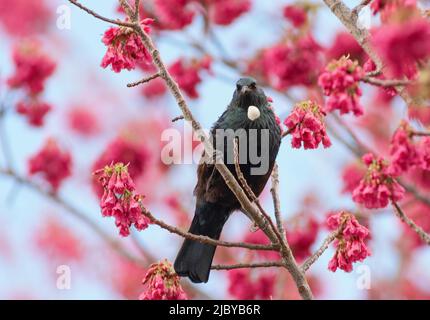 Die neuseeländische TUI thronte in einem blühenden Kirschbaum Stockfoto