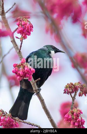 TUI sitzt im Kirschblütenbaum Stockfoto