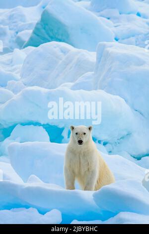 Eisbären (Ursus maritimus) auf mehrjähriger Packeis, Hinlopenstraße, Svalbard, Norwegen Stockfoto