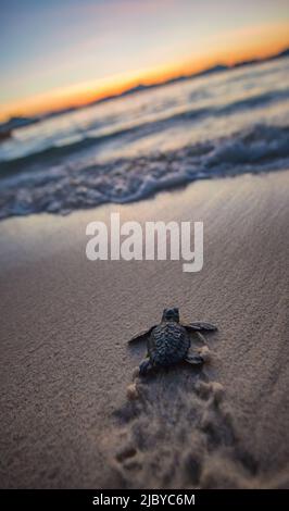 Baby Meeresschildkröte kurz nach dem Schlupf, Philippinen Stockfoto