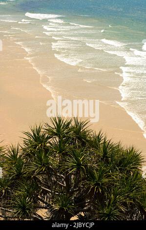 Blick über die Palme der Pandanus auf die Wellen, die auf den Strand von Fraser Island - Queensland ragen Stockfoto