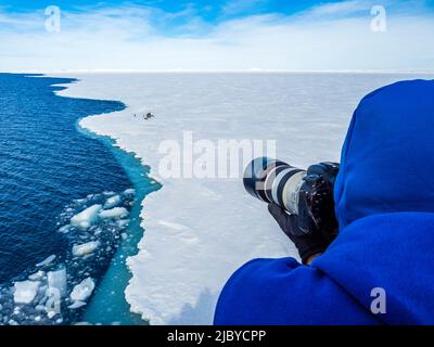 Fotografieren von Kaiserpinguinen (Aptenodytes forsteri) auf Meereis, Weddellmeer, Antarktis Stockfoto