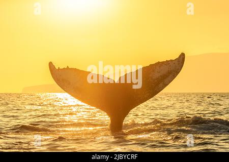 Walmärchen, Buckelwal (Megaptera novaeangliae) hebt bei Sonnenuntergang, Maui, Hawaii, seinen fluke Stockfoto