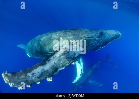 Unterwasserfoto, Schwimmen Buckelwal (Megaptera novaeangliae) macht einen nahen Ansatz, Maui, Hawaii Stockfoto