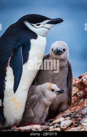 Kinnriemen Pinguine (Pygoscelis antarcticus) Mutter und zwei Küken, Aitcho-Inseln, Antarktis Stockfoto