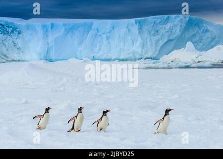 Gentoo Penguins (Pygoscelis papua) auf Packeis im Lemaire Channel, Antarktis Stockfoto