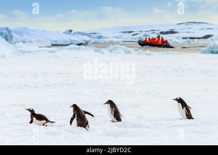 Zodiac mit Touristen passiert Gentoo Penguins (Pygoscelis papua) auf Packeis im Lemaire Channel, Antarktis Stockfoto