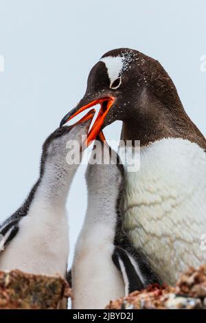 Gentoo Penguin (Pygoscelis papua) Mutter füttert zwei Küken in Port Lockroy, Antarktis Stockfoto