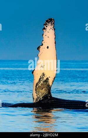 Wale, die auf der Seite des Lifter-Flippers Rollen, Buckelwale (Megaptera novaeangliae), Maui, Hawaii Stockfoto