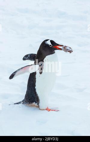 Gentoo Penguins (Pygoscelis papua) tragen Kieselsteine in der Balz, Yankee Harbour, South Shetland Islands, Antarktis Stockfoto