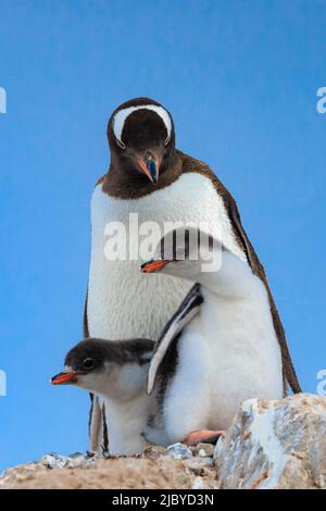 Gentoo Penguins (Pygoscelis papua) Mutter und Küken im Neko Harbour auf der Antarktischen Halbinsel, Antarktis Stockfoto