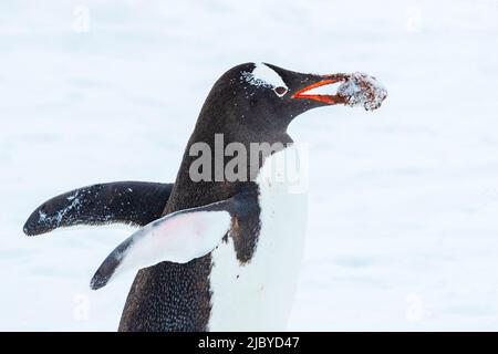 Gentoo Penguins (Pygoscelis papua) tragen Kieselsteine in der Balz, Yankee Harbour, South Shetland Islands, Antarktis Stockfoto