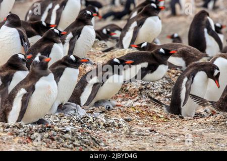 Gentoo Penguins (Pygoscelis papua) brüten mit Küken im Neko Harbour auf der Antarktischen Halbinsel, Antarktis Stockfoto