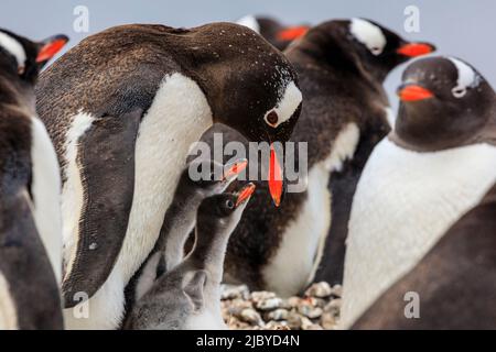 Gentoo Penguins (Pygoscelis papua) Mutter füttert Küken im Neko Harbour auf der Antarktischen Halbinsel, Antarktis Stockfoto