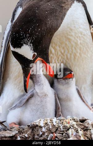 Gentoo Penguins (Pygoscelis papua) Mutter füttert Küken im Neko Harbour auf der Antarktischen Halbinsel, Antarktis Stockfoto