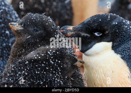Schneeflocken und Adelie (Pygoscelis adeliae) Pinguine mit Küken auf Torguson Island, in der Nähe der Palmer Station, Antarktis Stockfoto