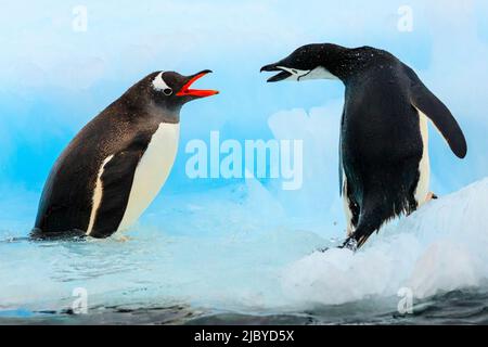 Uins (Pygoscelis papua) konfrontiert Chinstrap Pinguine (Pygoscelis antarcticus) auf Barrientos Island, Aitcho Islands, South Shetland Islands, Antarctica Stockfoto