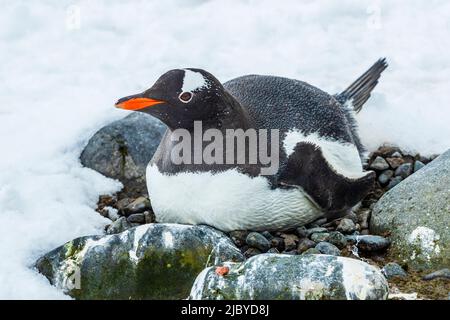 Gentoo Penguin (Pygoscelis papua) sitzt auf einem Kiesnest im Yankee Harbour, South Shetland Islands, Antarktis Stockfoto