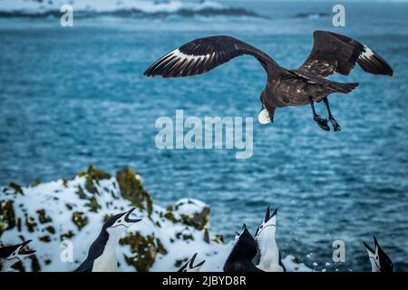 Brown Skua (Stercorarius antarcticus) stiehlt Chinstrap Penguin (Pygoscelis antarcticus) Eier auf Half Moon Island, South Shetland Islands, Antarktis Stockfoto