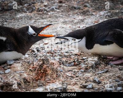 Ntoo Penguin (Pygoscelis papua) wird von Chinstrap Penguin (Pygoscelis antarcticus) auf Half Moon Island, South Shetland Islands, Antarktis konrontiert Stockfoto