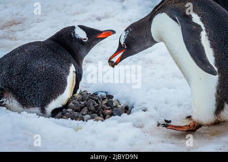 Gentoo Penguins (Pygoscelis papua) tragen Kieselsteine in der Balz, Yankee Harbour, South Shetland Islands, Antarktis Stockfoto