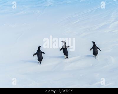 Adeliepinguine (Pygoscelis adeliae) beim Wandern auf Packeis, Weddellmeer, Antarktis Stockfoto