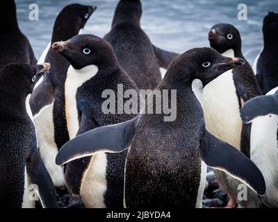 Adeliepinguine (Pygoscelis adeliae) versammeln sich entlang der Küste, Paulet Island, Antarktis Stockfoto